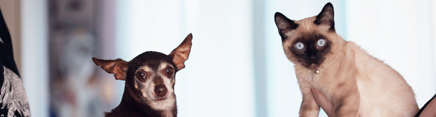 Chiens et chats